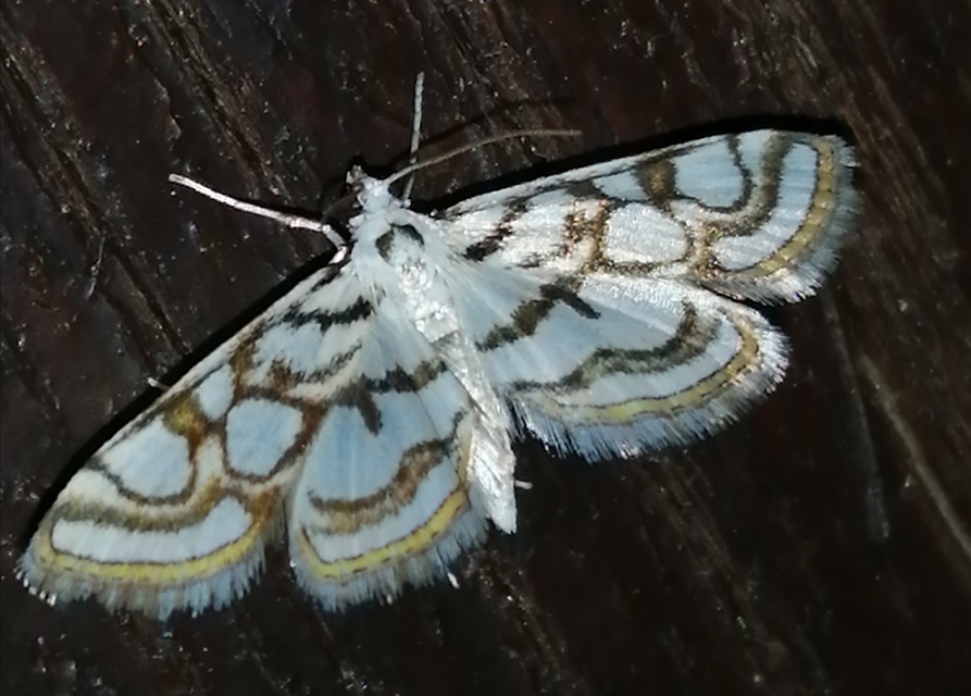 Nymphula nitidulata - díszes vízimoly