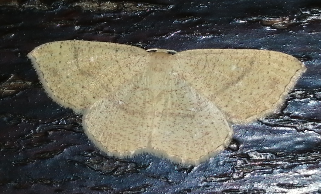 Cyclophora ruficiliaria - vörösrojtú pettyesaraszoló