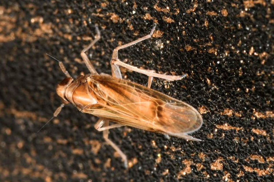 Delphacinae