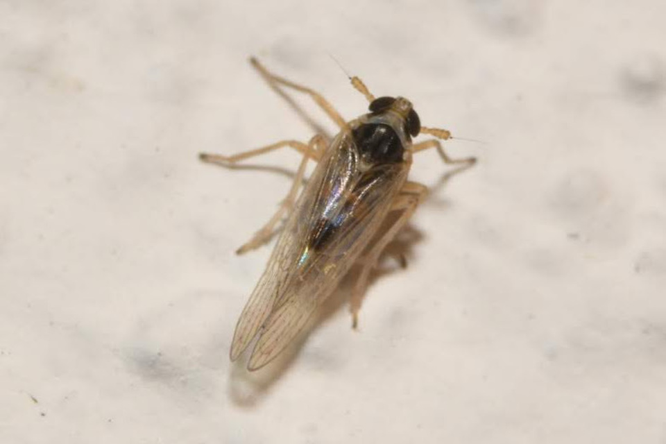 Laodelphax striatellus