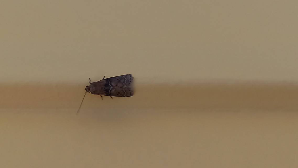Sciota adelphella - pirosszárnytövű karcsúmoly
