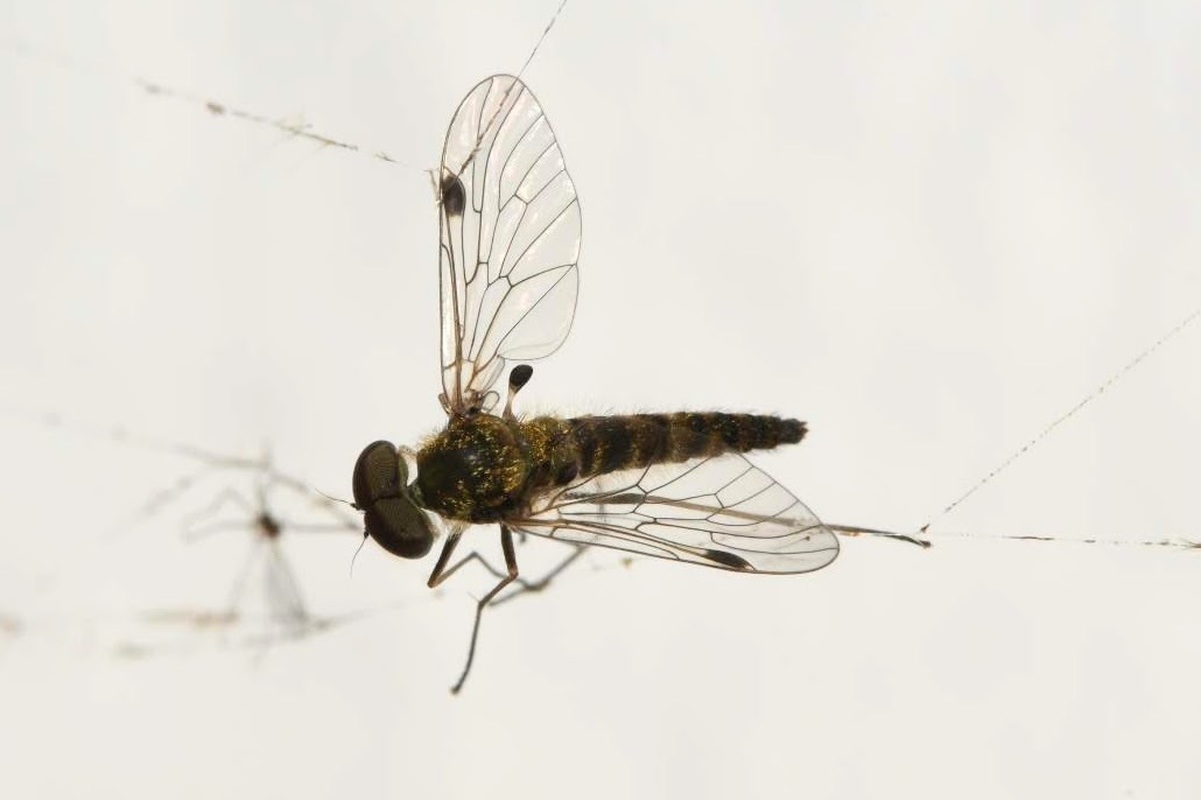 Chrysopilus splendidus