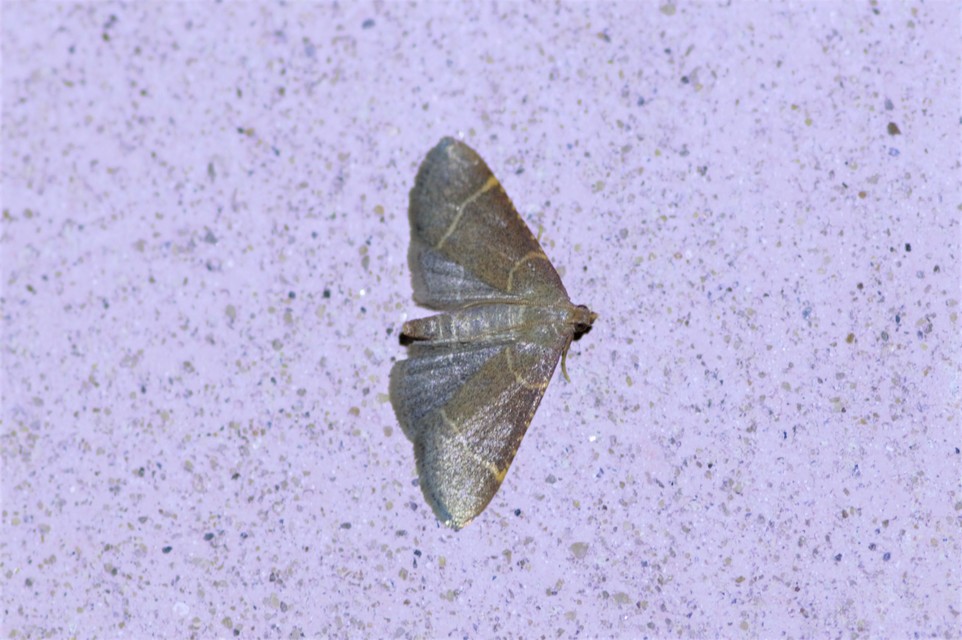 Hypsopygia glaucinalis - rezes fényilonca
