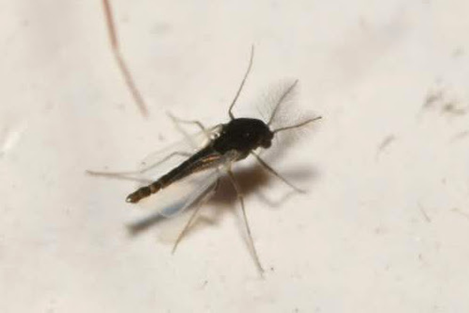 Chironomidae - árvaszúnyogok
