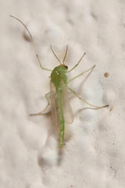 Chironomidae - árvaszúnyogok