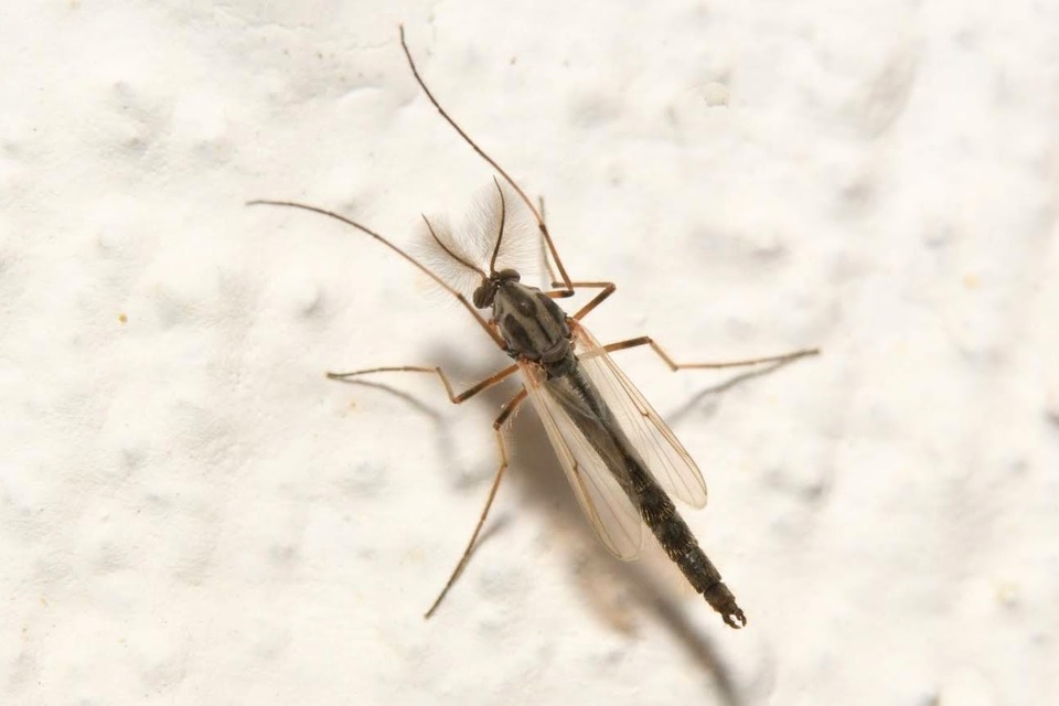 Chironomidae - árvaszúnyogok