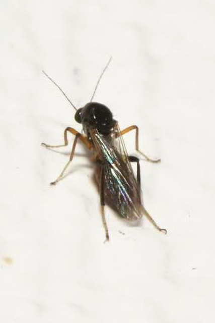 Ceratopogonidae - törpeszúnyogok