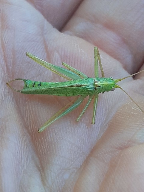 Meconema thalassinum - közönséges dobolószöcske