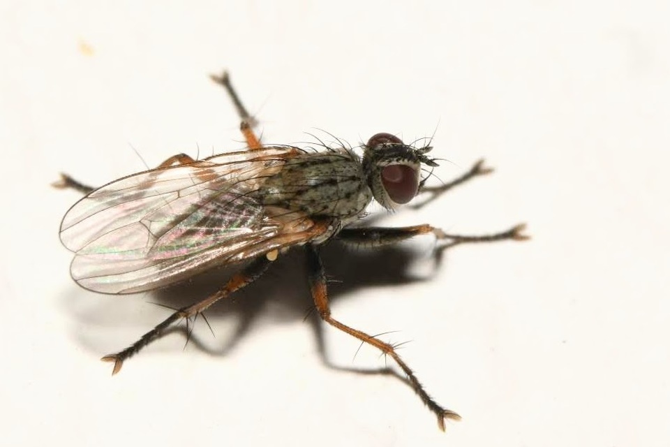 Coenosia tigrina
