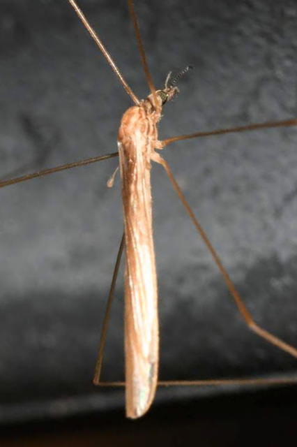 Dicranomyia longipennis