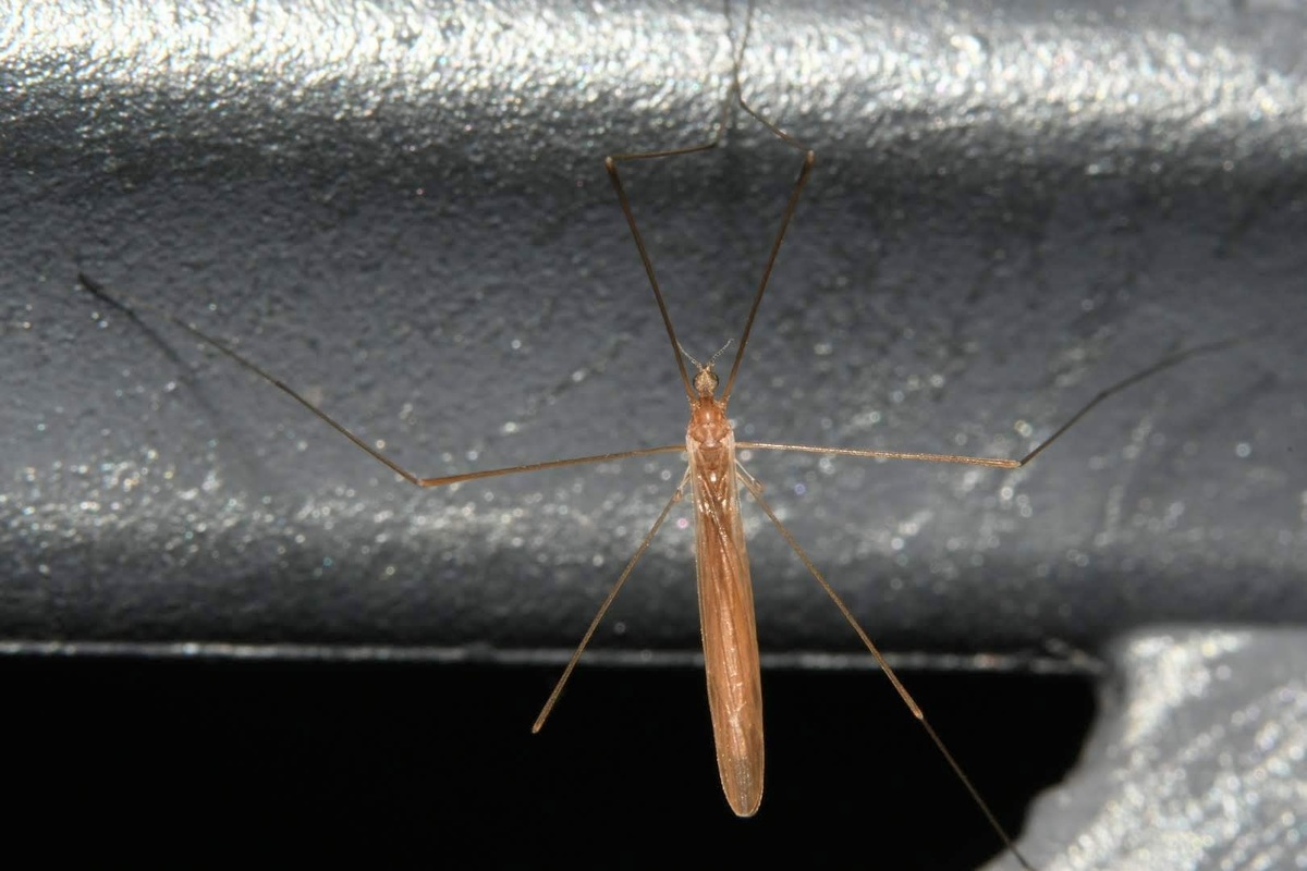 Dicranomyia longipennis