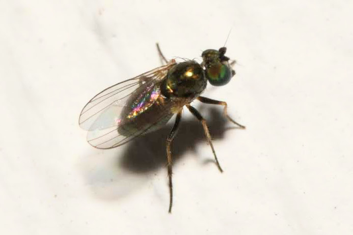 Chrysotus
