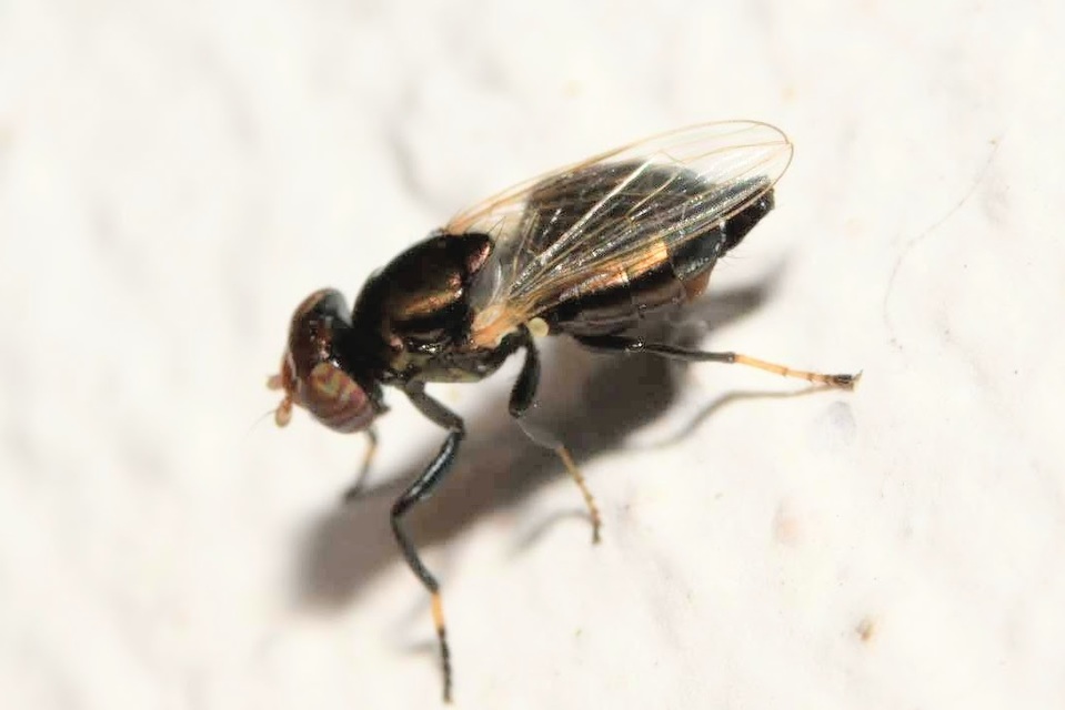 Physiphora alceae