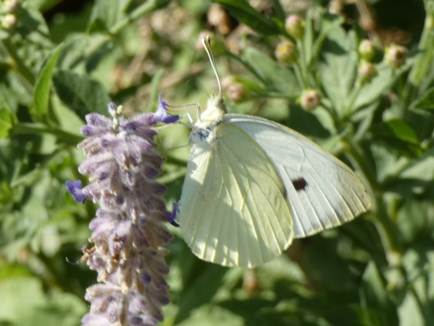 Pieris brassicae - káposztalepke