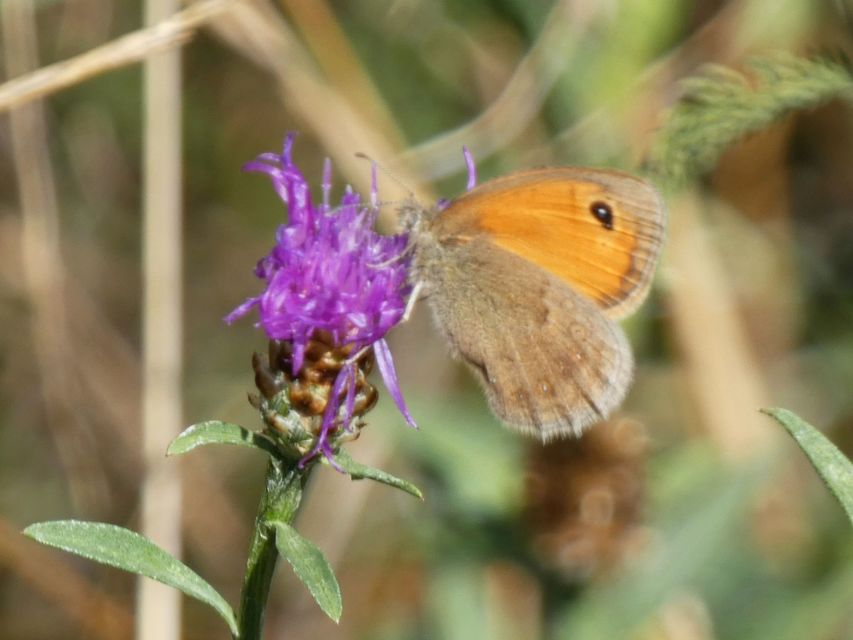 Coenonympha pamphilus - kis szénalepke
