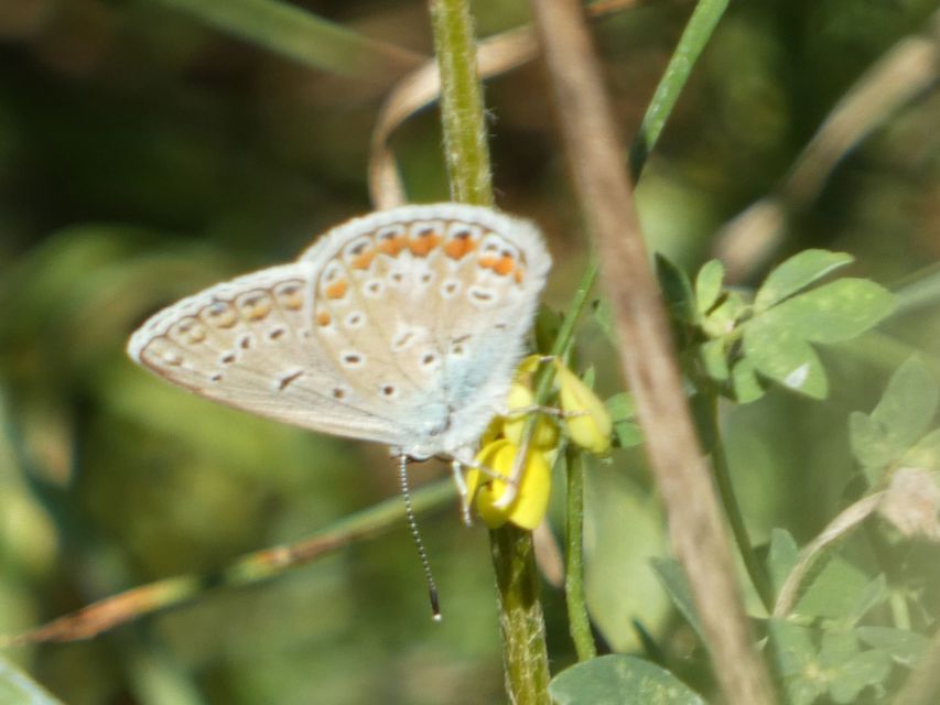 Polyommatus icarus - közönséges boglárka