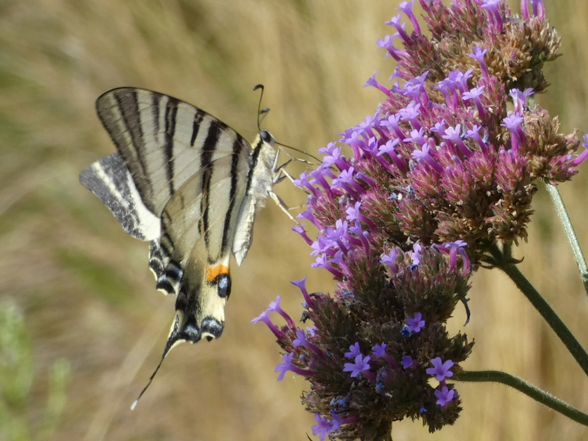 Iphiclides podalirius - kardoslepke