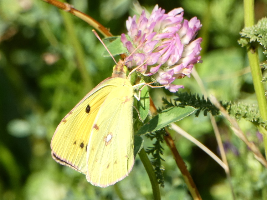 Colias croceus - sáfránylepke
