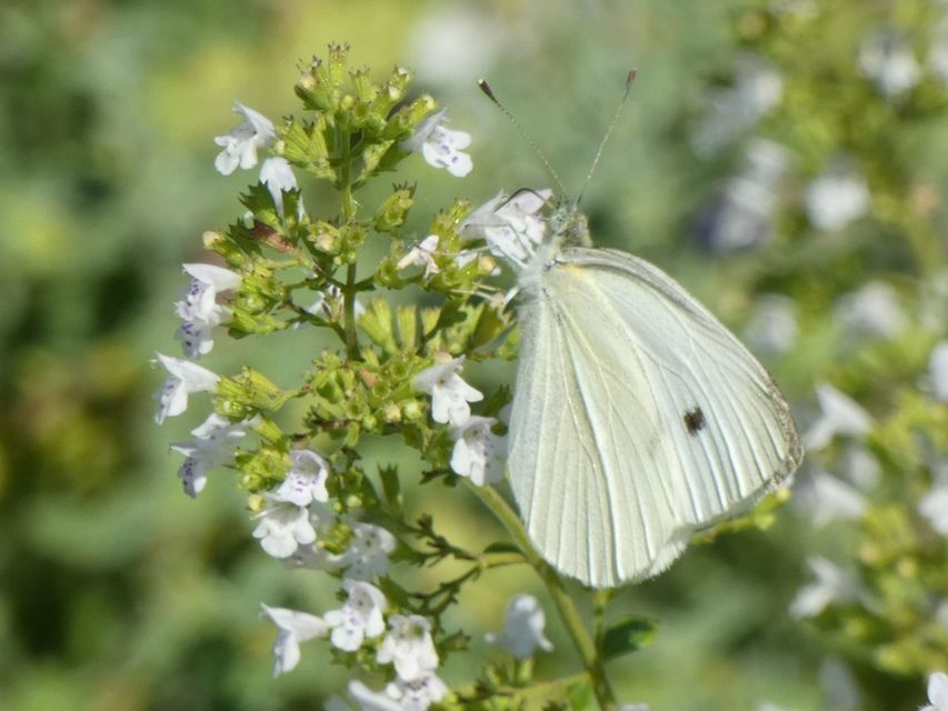 Pieris rapae - répalepke