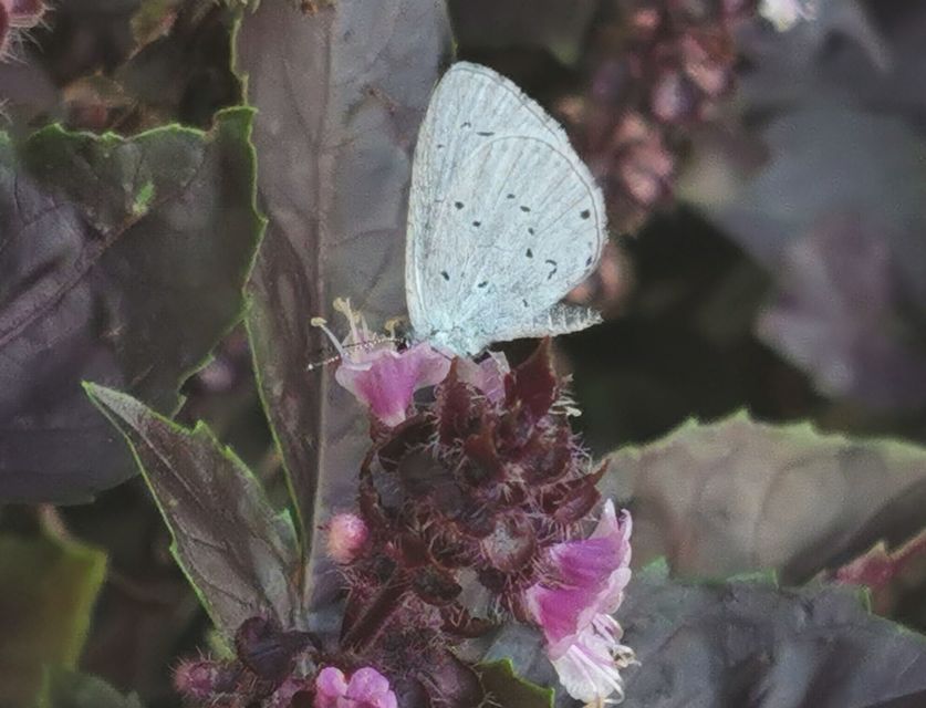 Celastrina argiolus - bengeboglárka