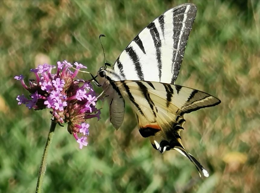 Iphiclides podalirius - kardoslepke