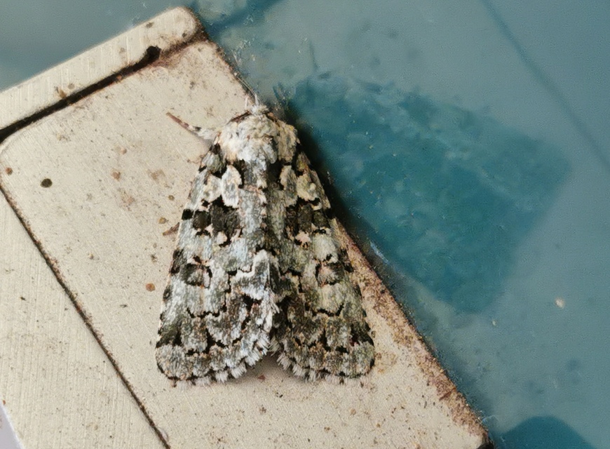 Bryopsis szeokekalmani - Szeőke Kálmán zuzmóbaglya