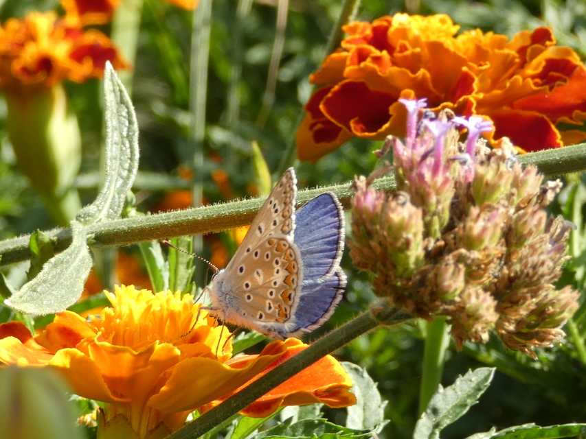 Polyommatus icarus - közönséges boglárka