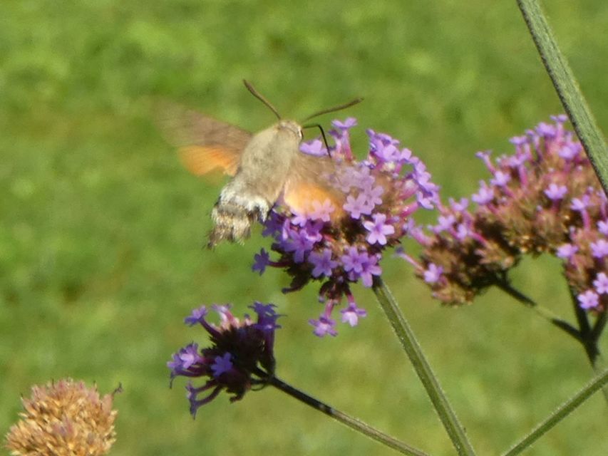 Macroglossum stellatarum - kacsafarkú szender