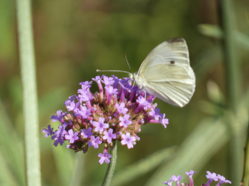 Pieris rapae - répalepke