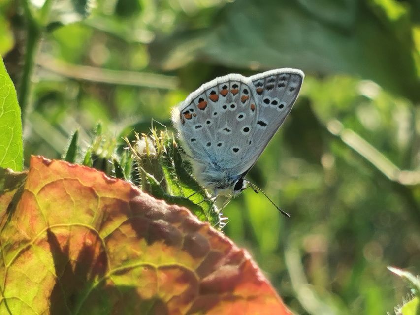Polyommatus icarus - közönséges boglárka