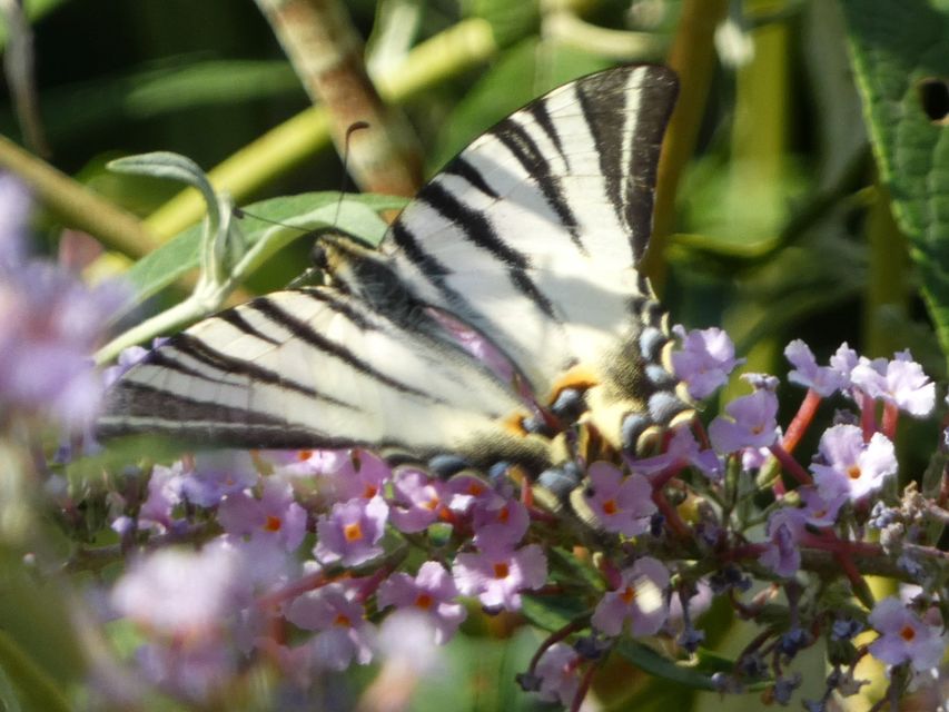 Iphiclides podalirius - kardoslepke
