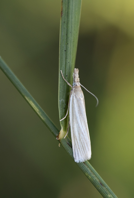 Crambus perlella - gyöngyházas fűgyökérmoly