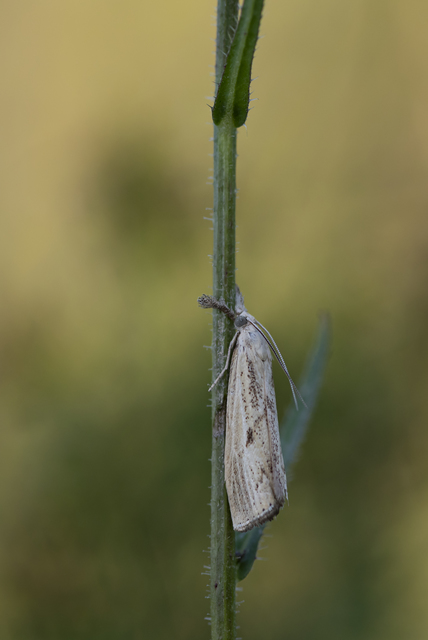 Agriphila inquinatella - közönséges fűgyökérmoly