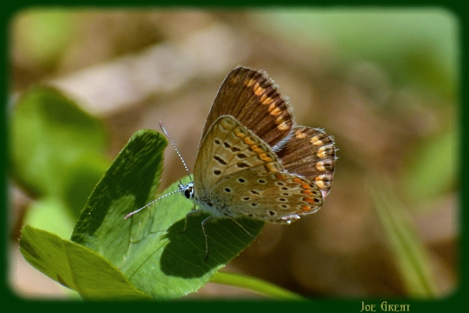 Polyommatus icarus - közönséges boglárka