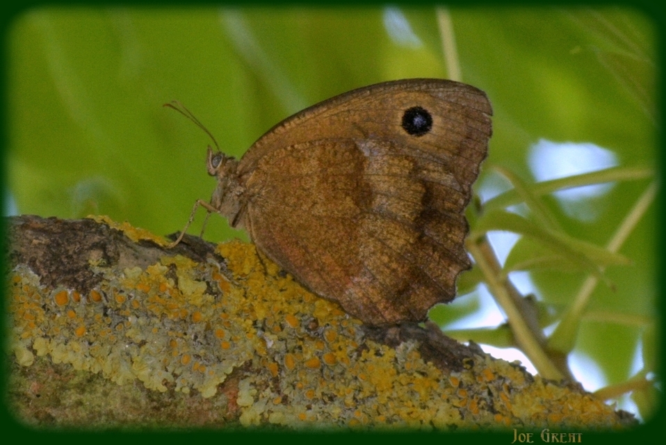 Minois dryas - fekete szemeslepke