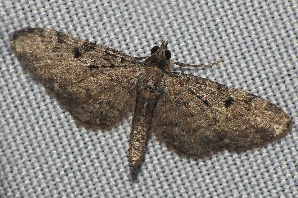 Eupithecia virgaureata - aranyvessző-törpearaszoló