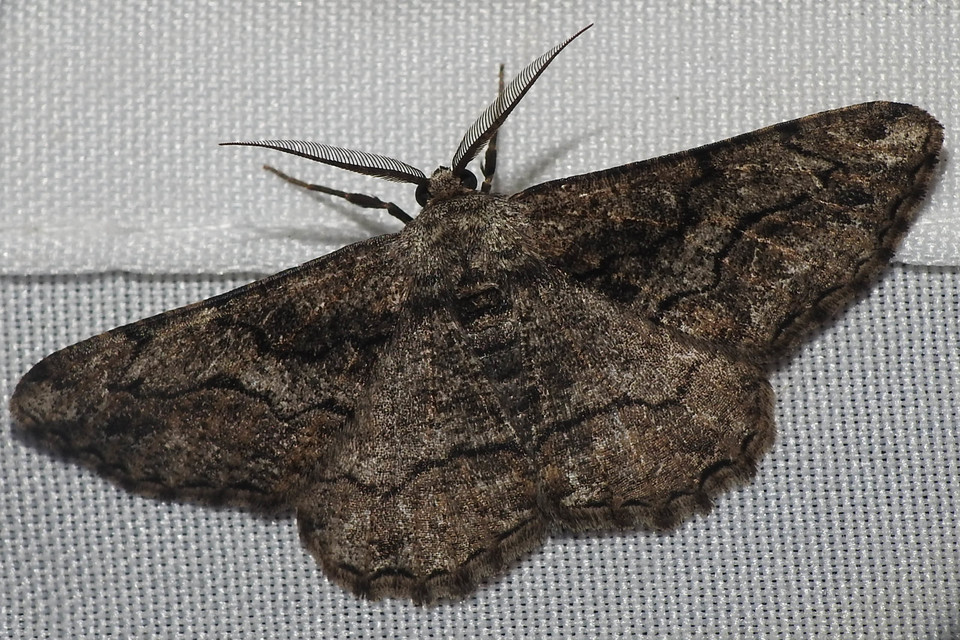 Synopsia sociaria - ürömaraszoló