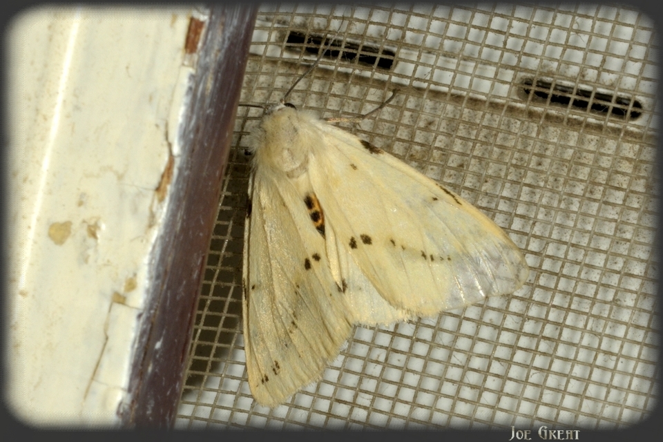 Spilarctia lutea - sárgás medvelepke
