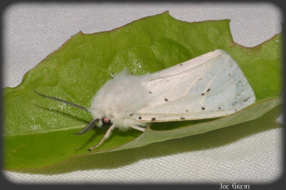 Spilosoma lubricipedum - tejszínű medvelepke