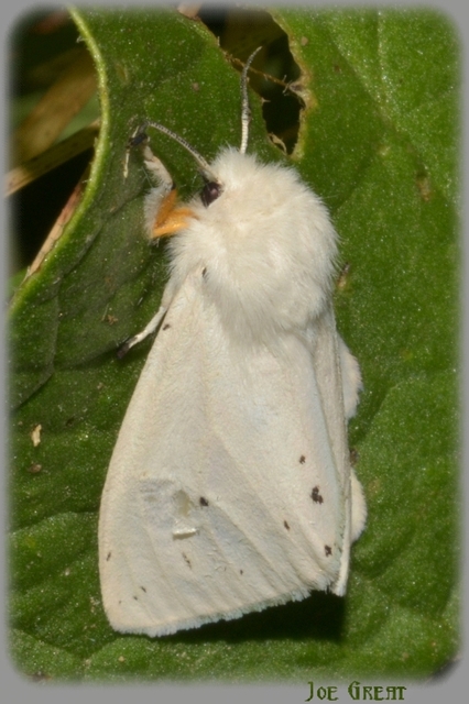 Spilosoma urticae - hószínű medvelepke