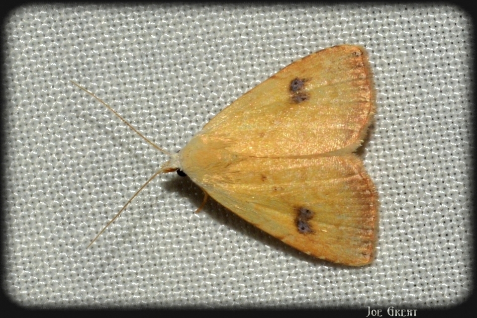 Rivula sericealis - selymes lórombagoly