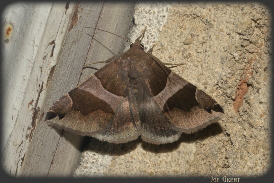 Dysgonia algira - déli porcelánbagoly