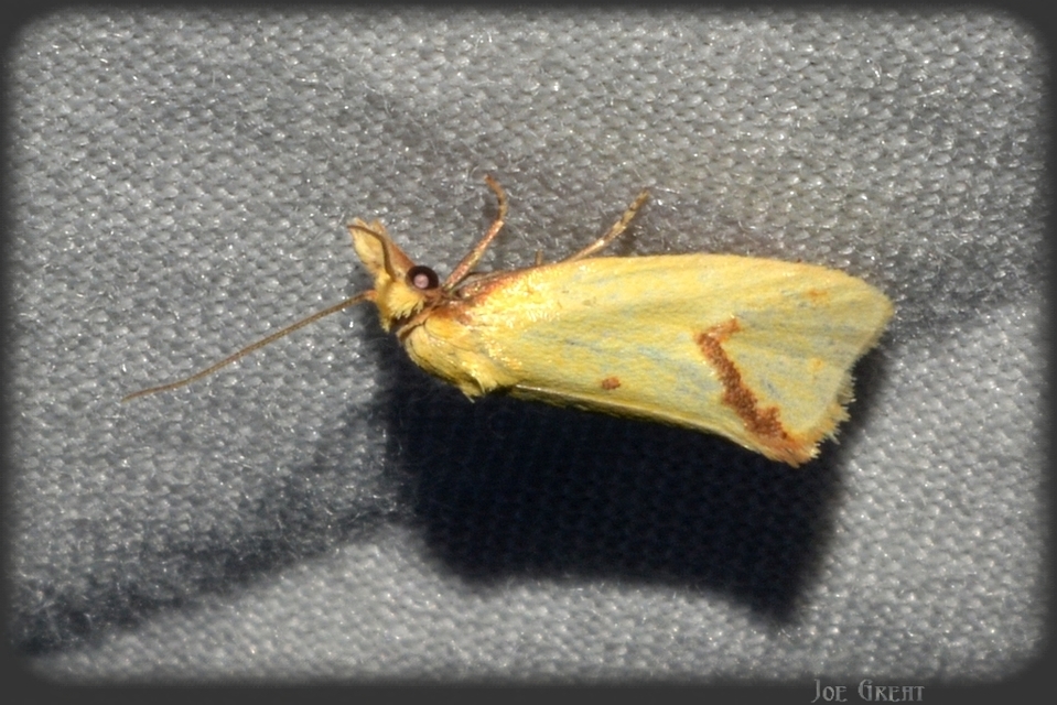 Agapeta hamana - közönséges sárgamoly