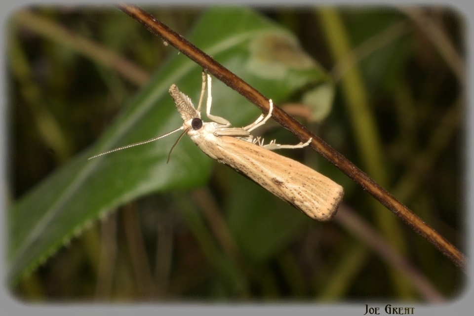 Agriphila inquinatella - közönséges fűgyökérmoly