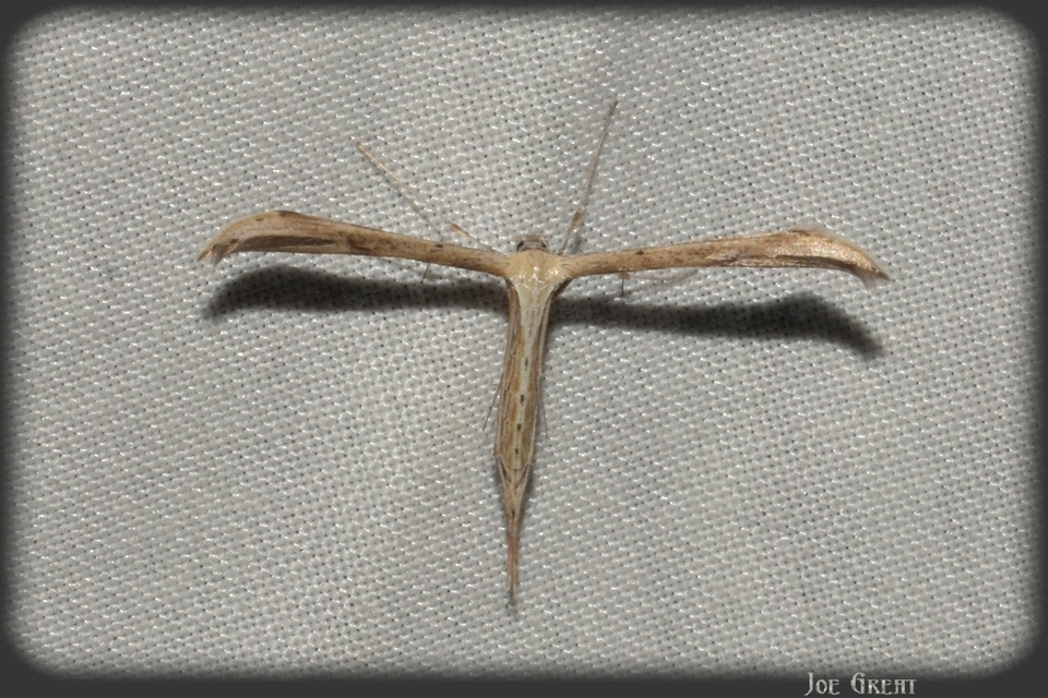 Pterophoridae - tollasmolyfélék