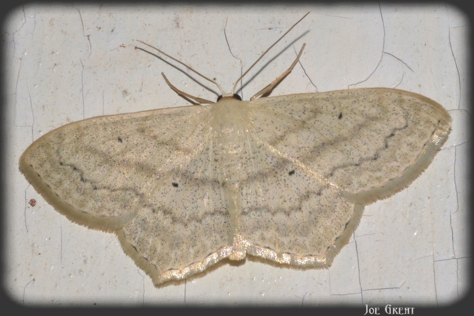 Scopula nigropunctata - feketepettyes araszoló