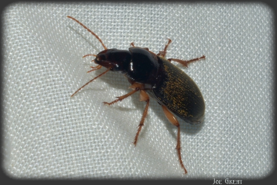 Carabidae - futóbogárfélék