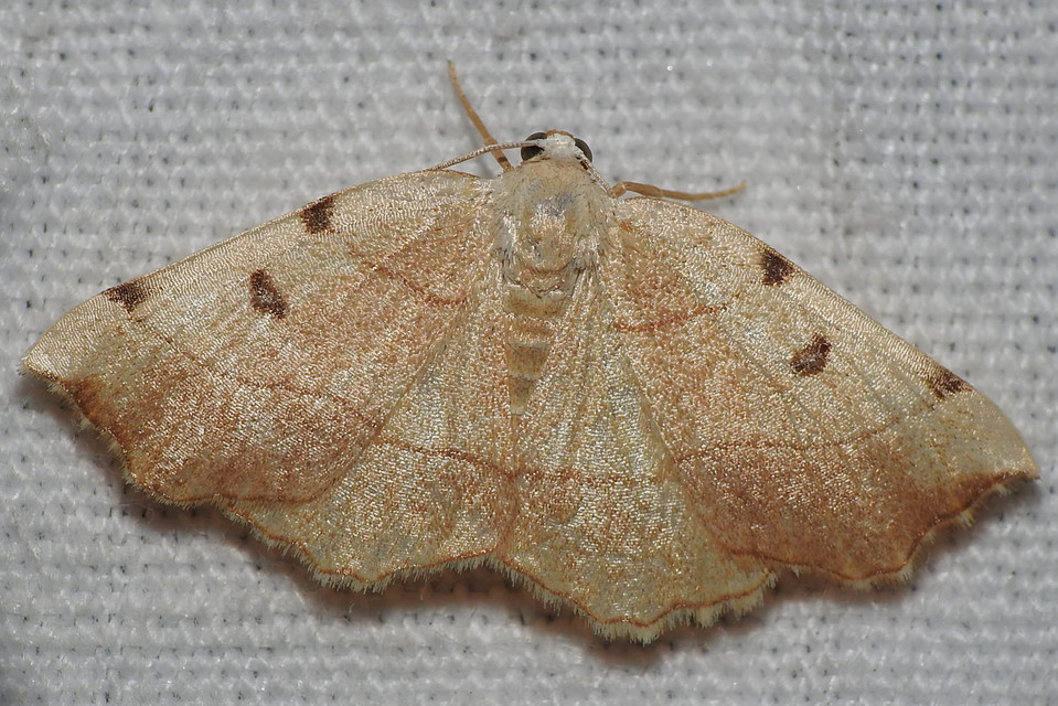 Eilicrinia trinotata - háromjegyű araszoló