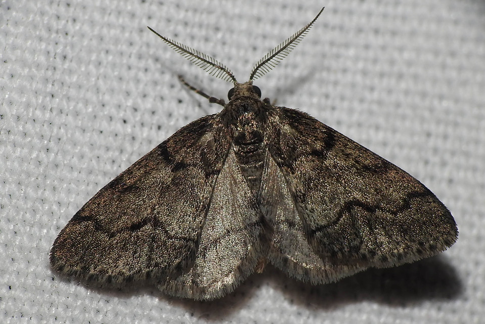 Tephronia sepiaria/Eumannia lepraria
