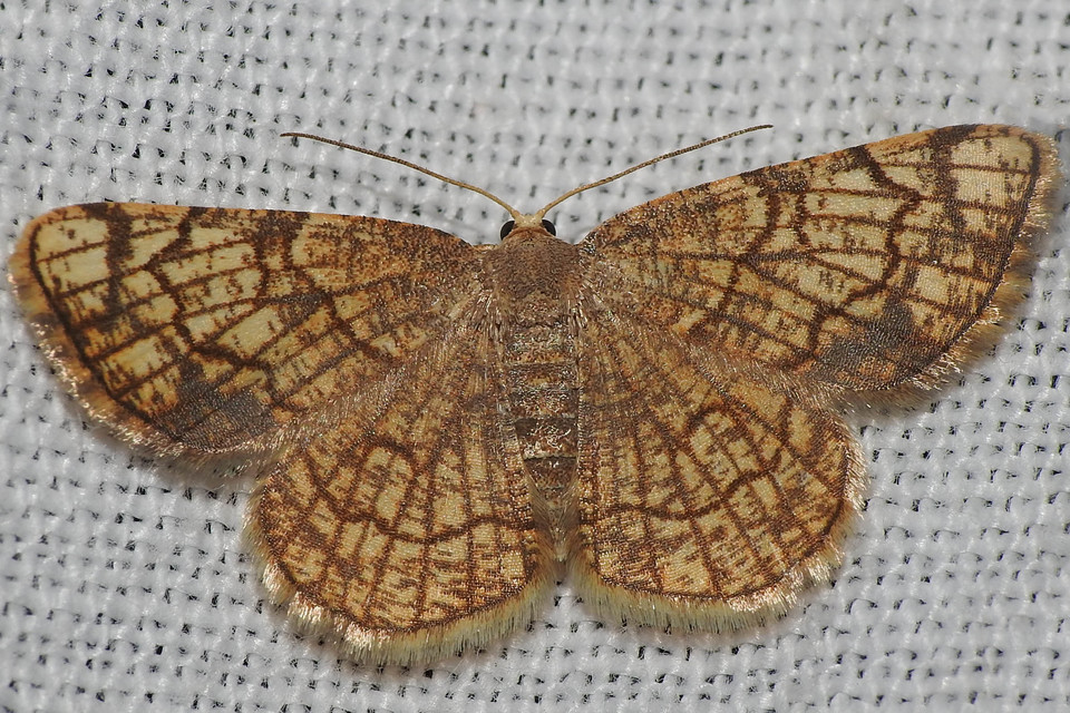 Stegania dilectaria - fehérnyár-araszoló